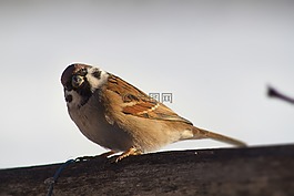 麻雀,鳥,特寫