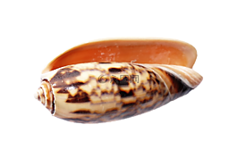 海,外殼,海洋