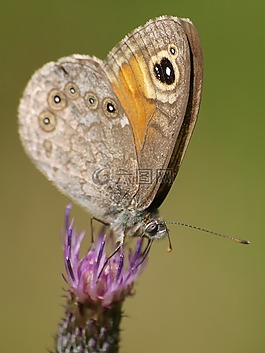 蝴蝶,satyrinae,昆蟲