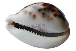 海,外殼,海洋