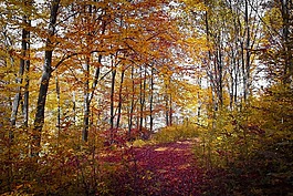 秋,紅色,秋天