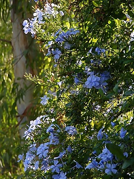 鮮花,綠色,葉