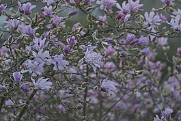 開花,樹,日落