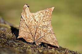 叶子,秋季,干