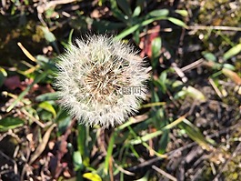 蒲公英,花,草地