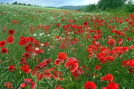 罂粟,红色,klatschmohn