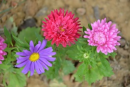 鮮花,花,國家