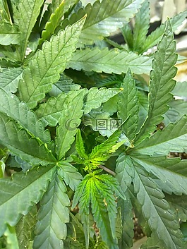 大麻,植物,室內(nèi)
