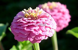 花,百日草,粉色