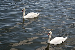 天鵝,鳥,野生動物
