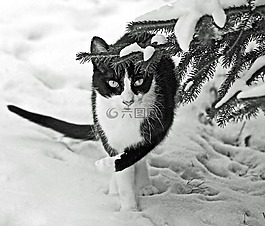 冬天,雪,貓