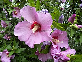 花,紫色,紫色的花朵