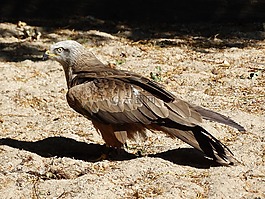 鷹,鳥,捕食鳥