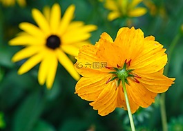 鮮花,黃色,黃色花