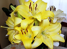 鮮花,莉莉,黃色