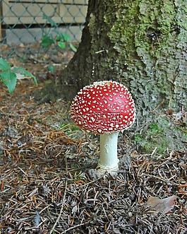 飛木耳,紅色,有毒