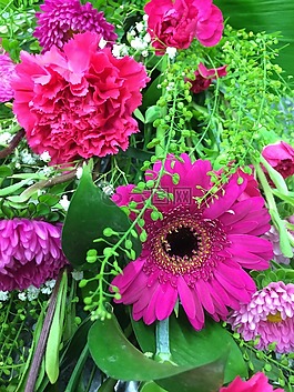鮮花,非洲菊,雛菊