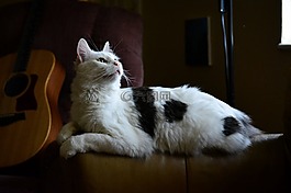 動物,可愛,貓