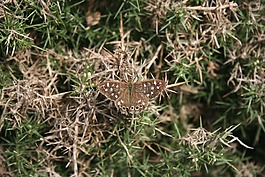 蝴蝶,昆蟲(chóng),老