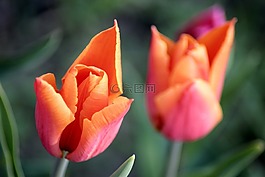 郁金香,春天,鮮花