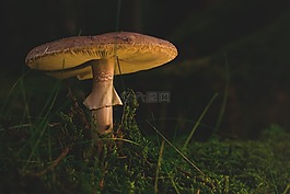 蘑菇,森林,秋季