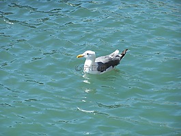 海鷗,鷗,海