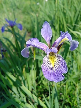 紫色,花,自然