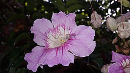 葡萄佛羅里達(dá)州,植物,花