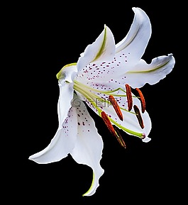 百合,開花,花