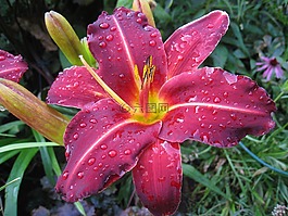 黃花菜,紅色,植物