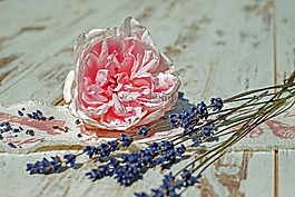 玫瑰,花,開花