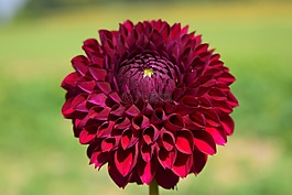 嬌琴紗,開(kāi)花,花