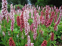 bistort,鮮花,植物