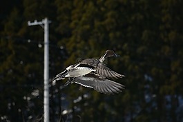 動物,鳥,野生鳥類