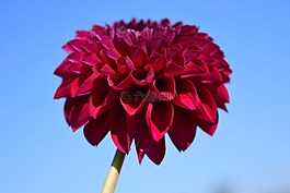 嬌琴紗,開花,花