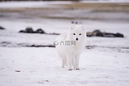 雪,冬天,白