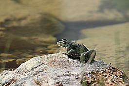 青蛙,湖,性質