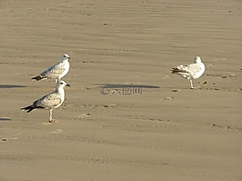 海鷗,鳥,海灘