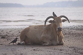 牛,沙灘游客,鳥