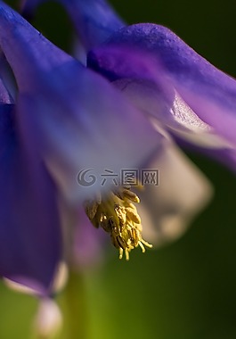 花,紫,開花