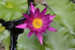 蓮花,鮮花,性質(zhì)