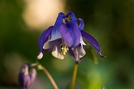 花,紫,开花