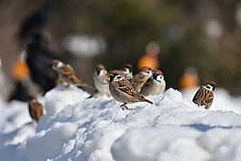 動(dòng)物,鳥,野生鳥類
