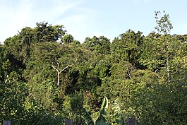 森林,綠色,景觀
