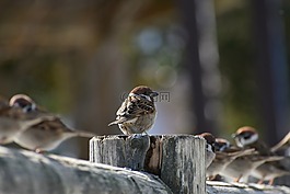 動物,木材,鳥