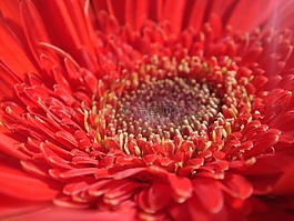 太陽(yáng),花,花壇