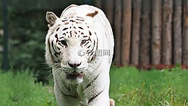 動物,性質,活