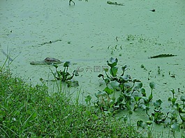 鱷魚,偽裝,危險