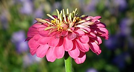 性質(zhì),花,百日草