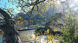 樹屋,森林,開普敦